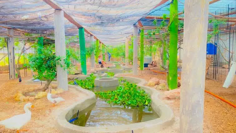 Aquaponics pond with geese under a shaded canopy